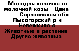 Молодая козочка от молочной козы › Цена ­ 1 000 - Саратовская обл., Лысогорский р-н, Невежкино с. Животные и растения » Другие животные   